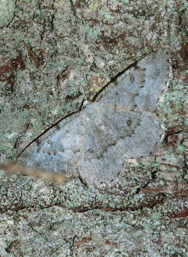 Geometridae da det: